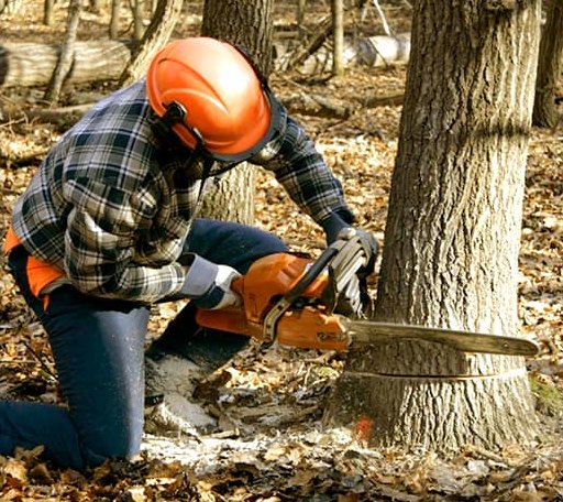 Tree Removal in Bancroft, WV